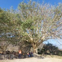 Feigenbaum, als einziger weit und breit (kommt hier eigentlich nicht vor)
