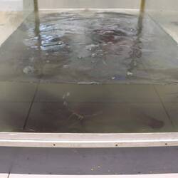 ...und frischen Wels