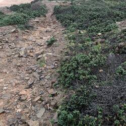 Abstieg zum Praia da Cordoama