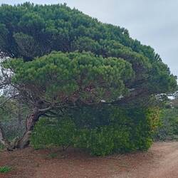 Der offizielle Fischerpfad ist wieder erreicht. Es geht in Richtung Praia da Manteiga