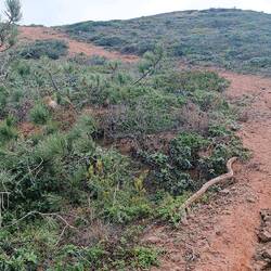 Mörderische Abkürzung vom Praia da Barriga auf die Klippen.