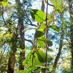 Pretty leaves in the sunshine