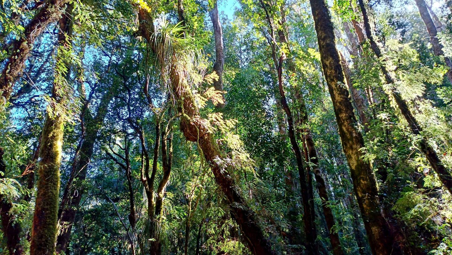 Beautiful temperate rainforest / Selva Valdiviana, in the TNC Reserve
