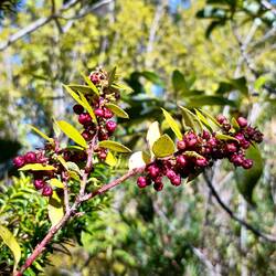 Yummy berries! 😋. Not sure what these are. Not Murta ☺️