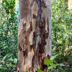Luma (Amomyrtus luma), also Myrtaceae, hence eucalypt-like bark