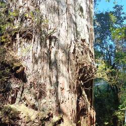 Alerce/ larch / Fitzroyia cupressoides. Thought to be 2500 years old. Awesome 🤩
