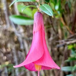 Coicopihue (Philesia magellanica), similar to Chile's national flower (copihue)