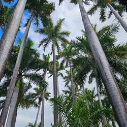 So schöne Palmen gibt es auch