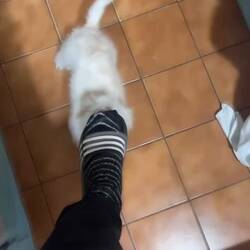 Hund des Besitzers des Hotels