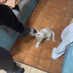 Hund des Besitzers des Hotels