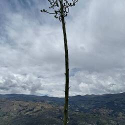 Mirador de Rataquenua