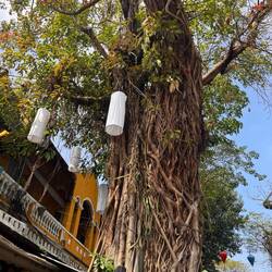 Riesiger Freund mitten in der Stadt