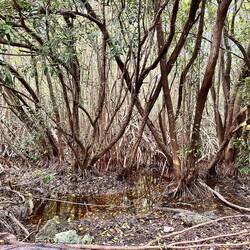 die Strasse wurde durch einen Mangrovenwald gezogen