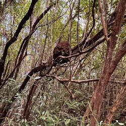 keine Ahnung was das auf dem Baum ist