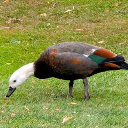 Paradise Shelduck doing its stuff