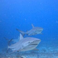 These are Bull Shark