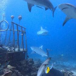 Poles to push sharks away