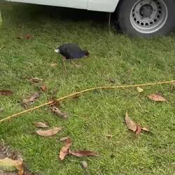Good morning friend! (Das ist ein Pukeko)