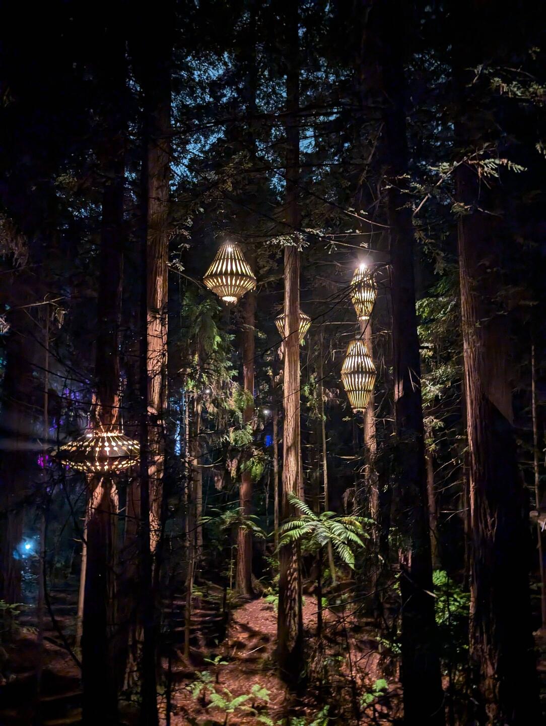 Redwoods Treewalk ❤️