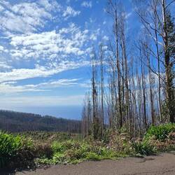 Alle Bäume abgestorben