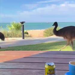 Das Emu ist hemmungslos...