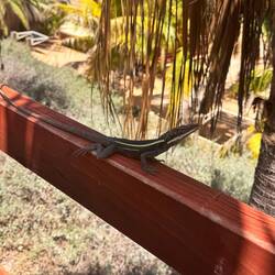 Auch über Wasser immer wieder spannende Tierchen...