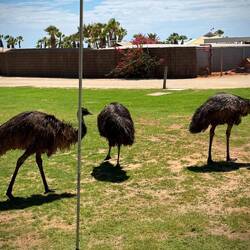 Emu all over the Place