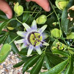 Blaue Passionsfruchtblume