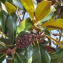 Anna Air erklärte mir, welche Bäume dort stehen. Das ist wohl eine Magnolia.