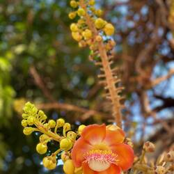 Blüte eines Kanonenkugelbaums