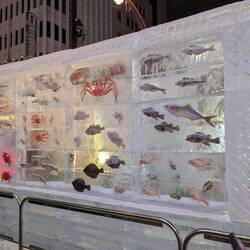 Oui oui, ce sont des vrais poissons