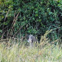 Jungtier im hohen Gras