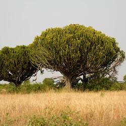 Typische Vegetation: Halb Baum, halb Kaktus (Kandelaber-Baum)
