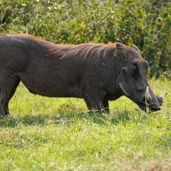 Warzenschweine müssen zum Fressen auf die Knie, da die Vorderbeine zu lang sind 😆