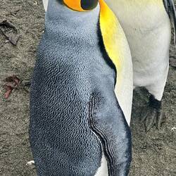 Penguin details - green patch on the head/intricate flipper feathers
