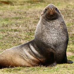 Male fur seal