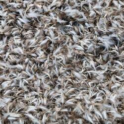 Penguin feathers washed up on river bank.