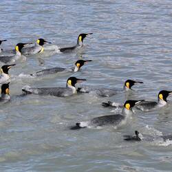 A raft of penguins