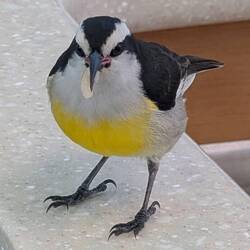 A Bananaquit welcomed us to the Exumas and cleaned up our galley crumbs