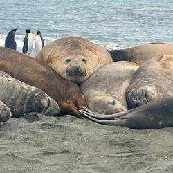 A cluster of young male elephant seals