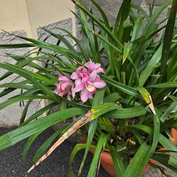 Orchid blooming outside in the mild coastal climate of Cinque Terre