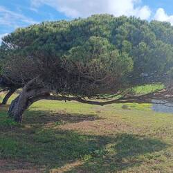 Historische Weg bei Monte Novo