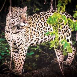 The only jaguar we saw today ... yes, it was on a poster inside the Iguazú Falls National Park.