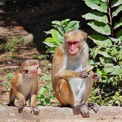 Kind & Mama 🐒🐵