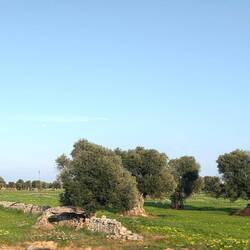 Wieder wunderbare Oliven Gärten, Apulien produziert 30% des italienischen Olivenöls