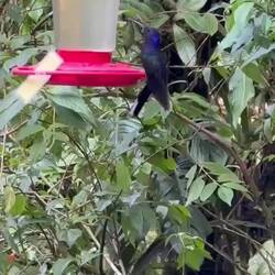 Feuerstelle für Kolibris