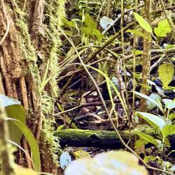 Goldhase (mindestens der Hintern)