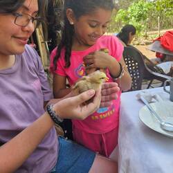Süße kleine Hühner zum Kuscheln