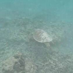 Big turtles out in the wild having a good time in the current too