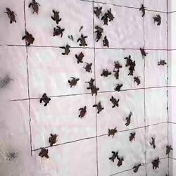 5-day old turtles enjoy water zoomies